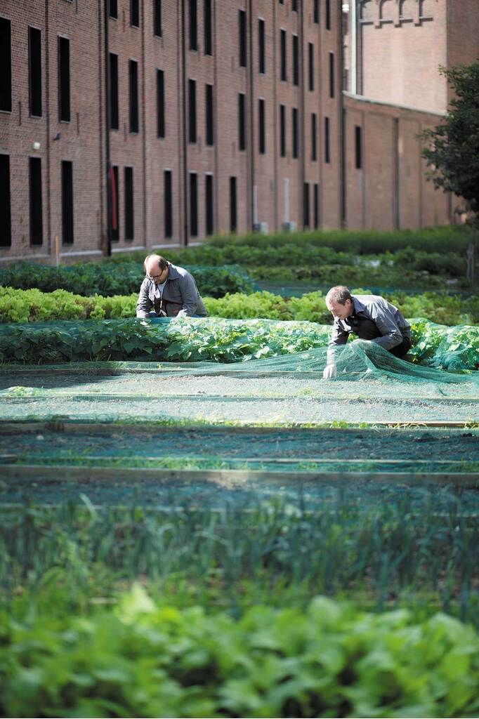 A vegetable garden of 1500 square metres, 2019